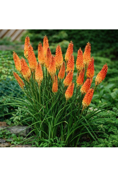 Red Hot Poker в ландшафті